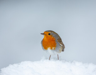 Robin in snow.