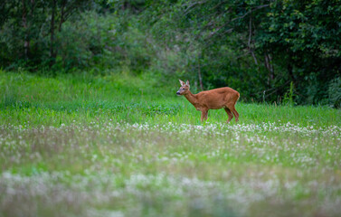 Roe deer graze on the green field.