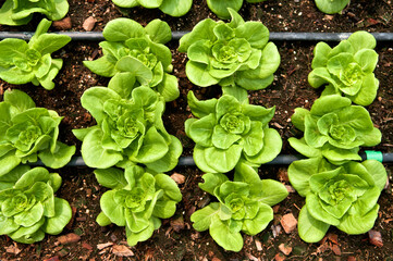 Rows of fresh lettuce farm, close-up of plant growing from the soil, top view.