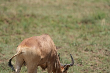 Coke’s Hartebeest (Alcelaphus buselaphus cokii) in Serengeti National Park, Tanzania