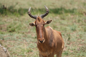 Coke’s Hartebeest (Alcelaphus buselaphus cokii) in Serengeti National Park, Tanzania