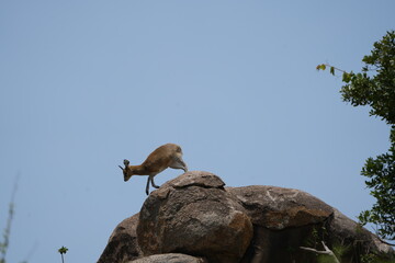 springbok standing on top of a rock against a bright blue sky/background in the serengeti national park tanzania