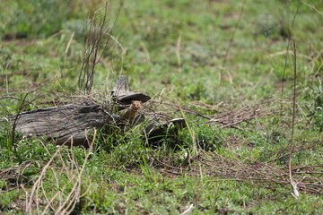 portrait of a hyrax in the wild, serengeti national park tanzania, dassies