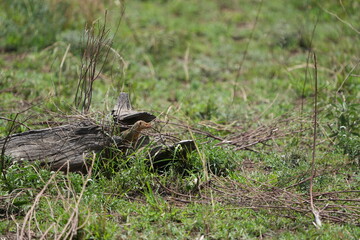 portrait of a hyrax in the wild, serengeti national park tanzania, dassies