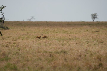 heads op two lions popping out of the plains on the serengeti, wallpaper, portrait, 