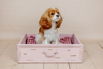 Cavalier King Charles Blenheim Hund sitzt in rosa Schublade und guckt rechts