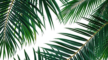 Tropical Palm Leaves Isolated - High Definition