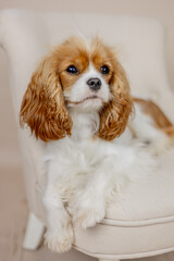 Hund Portrait liegend auf Sessel Fotostudio