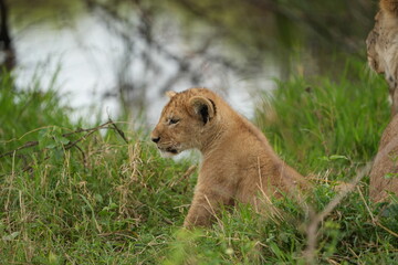 portrait of a baby lion cub in the serengeti national park, headshot, cute little leo 