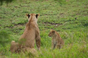 little lion cub sitting in the high grass next to its mother (back to the camera) in the serengeti national park tanzania