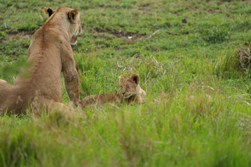 little lion cub sitting in the high grass next to its mother (back to the camera) in the serengeti national park tanzania