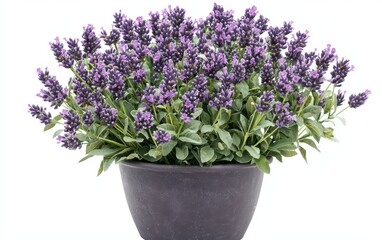 A neat pot of lavender with its fragrant purple flowers and green stems on a clean white background