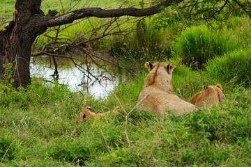 portrait of a mother lion laying with her cubs in the green lush grass of the serengeti, facing away from the camera, wallpaper background