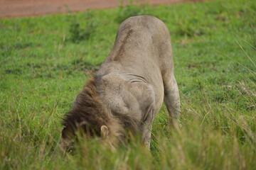 Fototapeta premium male lion stretching in the savannah of the serengeti national park tanzania