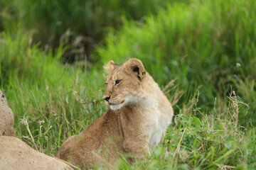 portrait headshot of a lion cub with green background