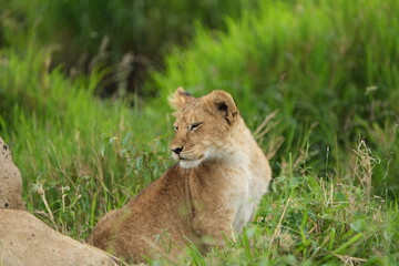 portrait headshot of a lion cub with green background