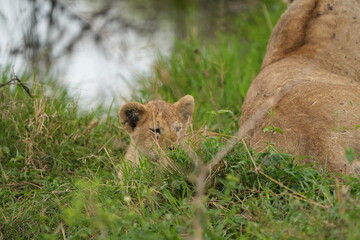 baby lion cub sitting in the grass of the serengeti national park savannah next to his mom