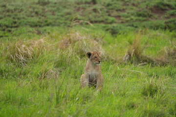 lion cub sitting up right and observing his surroundings in the serengeti national park tanzania