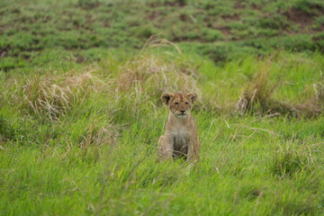 portrait of a cute lion cub sitting in the grass in the serengeti national park - young lion cub cute wallpaper