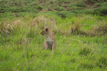 portrait of a cute lion cub sitting in the grass in the serengeti national park - young lion cub cute wallpaper
