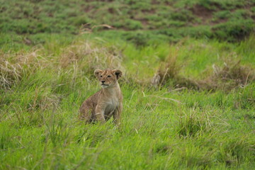 portrait of a cute lion cub sitting in the grass in the serengeti national park - young lion cub cute wallpaper