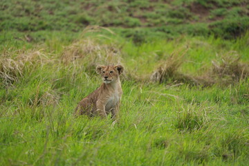 portrait of a cute lion cub sitting in the grass in the serengeti national park - young lion cub cute wallpaper