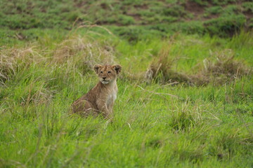 portrait of a cute lion cub sitting in the grass in the serengeti national park - young lion cub cute wallpaper