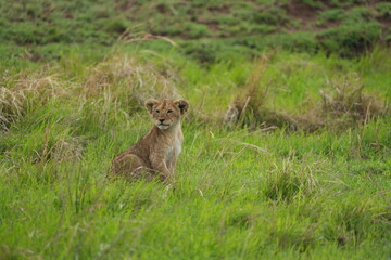portrait of a cute lion cub sitting in the grass in the serengeti national park - young lion cub cute wallpaper