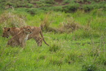 two sibling lion cubs playing in the green grass of the serengeti national park, wallpaper background