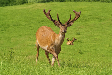 Jeleń szlachetny na polanie © Blue Pixel