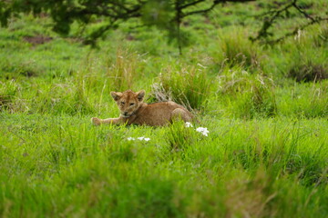 Adorable Lion Cub Resting in Lush Grass – Serengeti National Park, Tanzania