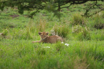 Adorable Lion Cub Resting in Lush Grass – Serengeti National Park, Tanzania