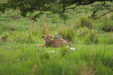 Adorable Lion Cub Resting in Lush Grass – Serengeti National Park, Tanzania