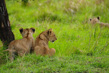 a pair of lion siblings, two lion siblings, sitting under a tree in the green lush grass of the serengeti national park savannah, wallpaper portrait
