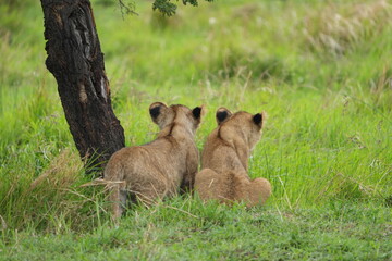 a pair of lion siblings, two lion siblings, sitting under a tree in the green lush grass of the serengeti national park savannah, wallpaper portrait
