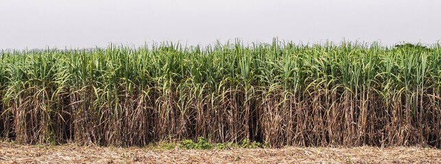 sugarcane farm, farmers, food, natural sugar