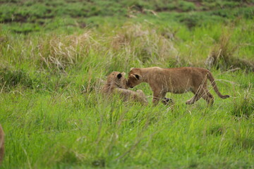 two sibling lion cubs playing in the green grass of the serengeti national park, wallpaper background
