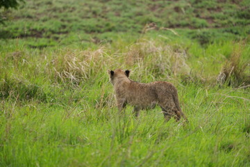 Adorable Lion Cub Standing in Lush Green Grass, Serengeti National Park, Tanzania