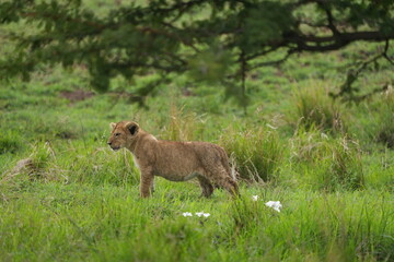 Adorable Lion Cub Standing in Lush Green Grass, Serengeti National Park, Tanzania