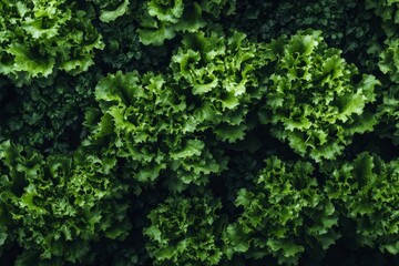 Lush green lettuce leaves, close-up view.