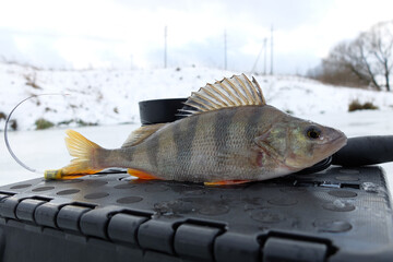 Winter fishing with ice fishing for perch