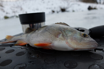 Winter fishing with ice fishing for perch
