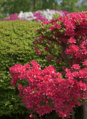 ツツジ　花模様