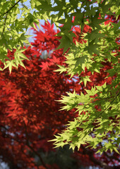 ノムラモミジと若モミジ