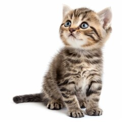Obraz premium Small striped kitten sitting and looking up curiously on a white background