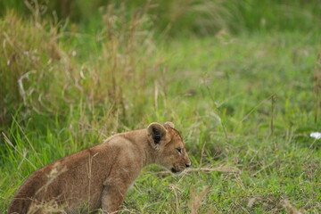 side portrait of a lion cub standing in the tall grass of the serengeti national park, wallpaper