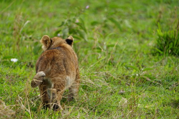 little young lion cub walking away from the camera on the green grass of the serengeti national...