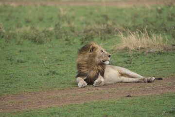 male lion laying on the ground and grass in the serengeti while the wind blows through his manes royal portrate tanzania