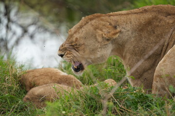 Protective Lioness Growling at Cubs in Serengeti National Park, Tanzania