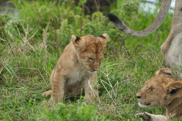 lion cub sitting and observing the area around him in the serengeti national park tanzania